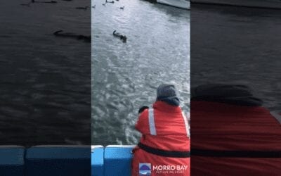 Watch Video of Baby Sea Otter Reunited With its Mother in Morro Bay